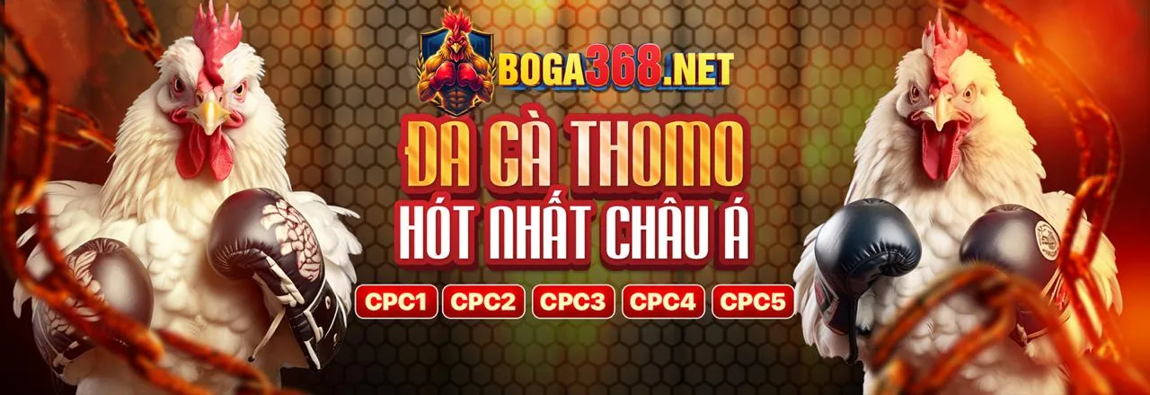 Đá Gà Trực Tuyến Xóc Đĩa